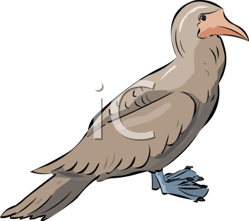 Duck Clipart