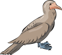 Duck Clipart