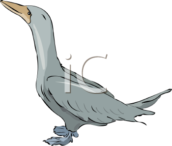 Duck Clipart