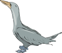 Duck Clipart