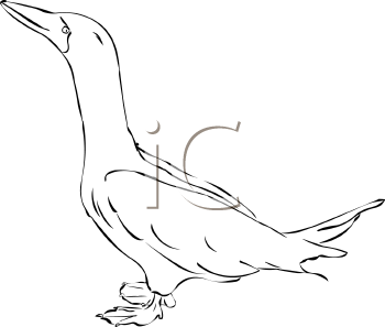 Duck Clipart