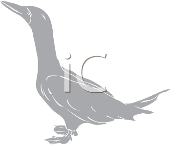 Duck Clipart