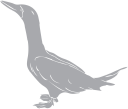 Duck Clipart