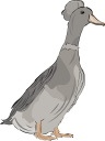 Duck Clipart