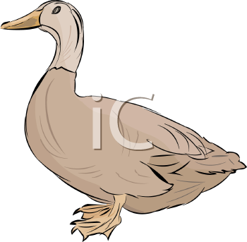 Duck Clipart