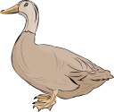 Duck Clipart