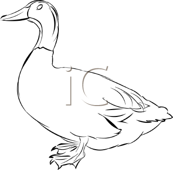 Duck Clipart