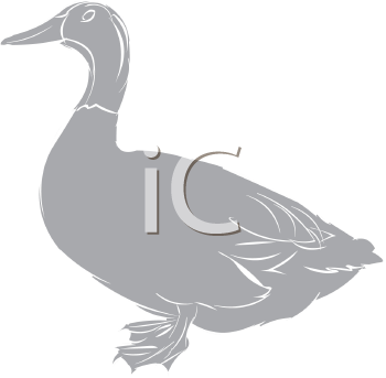 Duck Clipart