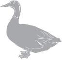 Duck Clipart