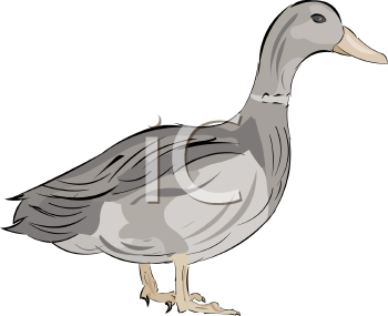 Duck Clipart