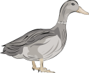 Duck Clipart