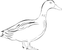 Duck Clipart