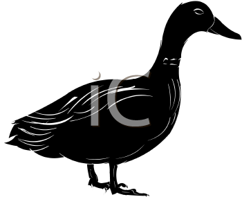 Duck Clipart