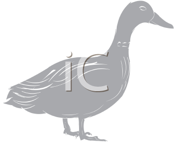 Duck Clipart