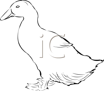 Duck Clipart