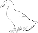 Duck Clipart