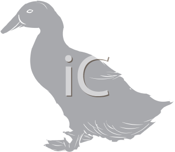 Duck Clipart