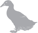 Duck Clipart