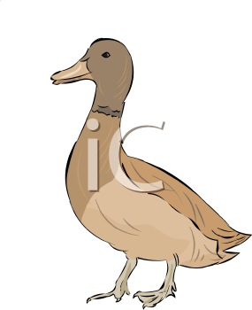 Duck Clipart