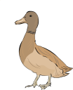 Duck Clipart