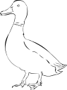 Duck Clipart