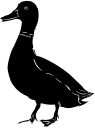 Duck Clipart