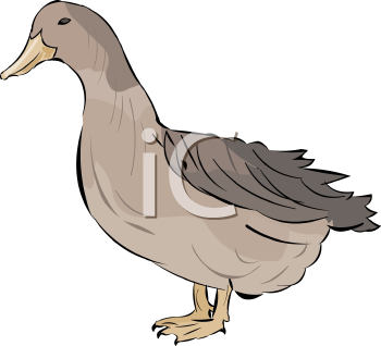 Duck Clipart