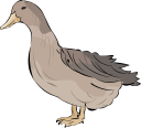 Duck Clipart