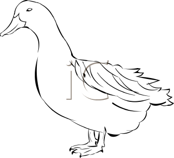 Duck Clipart