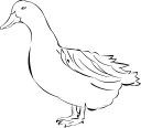 Duck Clipart