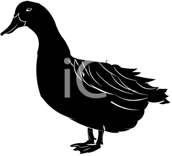 Duck Clipart