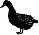 Duck Clipart