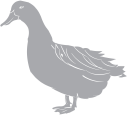 Duck Clipart