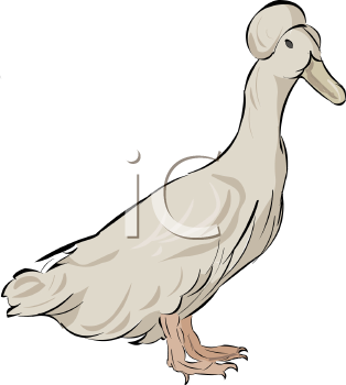 Duck Clipart