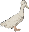 Duck Clipart