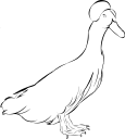 Duck Clipart