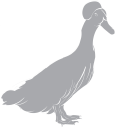 Duck Clipart