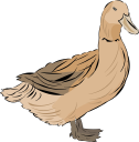 Duck Clipart