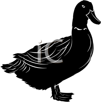 Duck Clipart