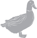 Duck Clipart