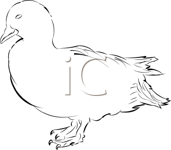 Duck Clipart