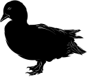 Duck Clipart