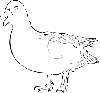 Duck Clipart