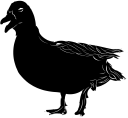 Duck Clipart