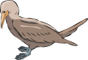 Duck Clipart