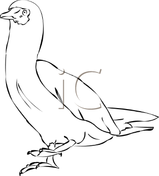 Duck Clipart