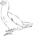 Duck Clipart