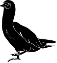 Duck Clipart