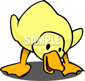 Duck Clipart