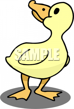 Duck Clipart